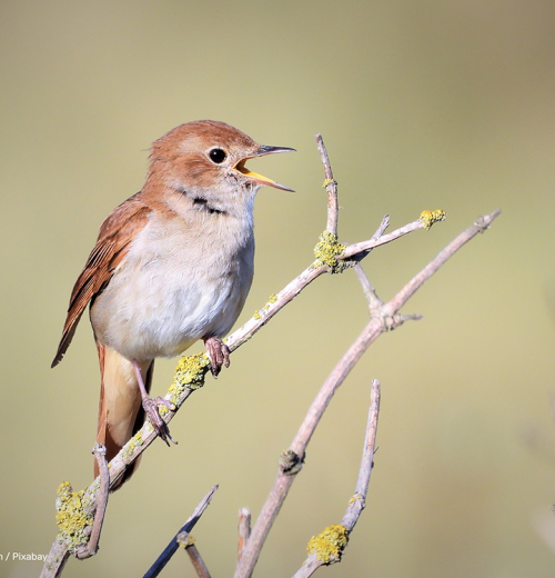 foto: Peter van Kasteren