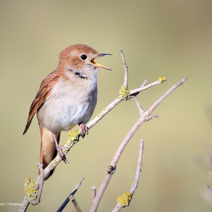 foto: Peter van Kasteren